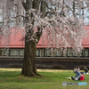 桜　JAPANESE