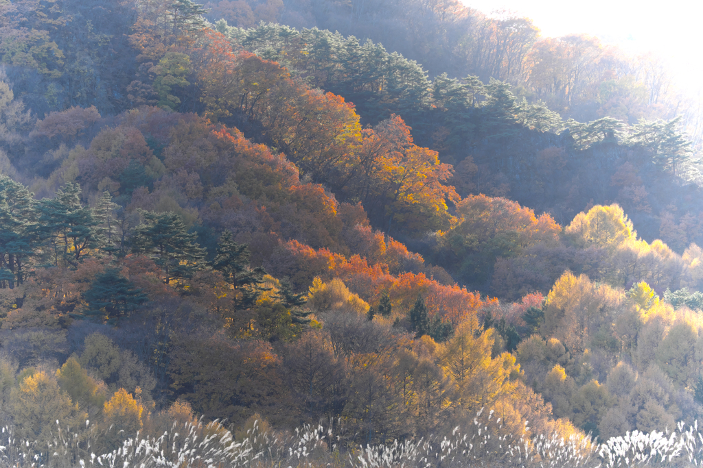 香坂