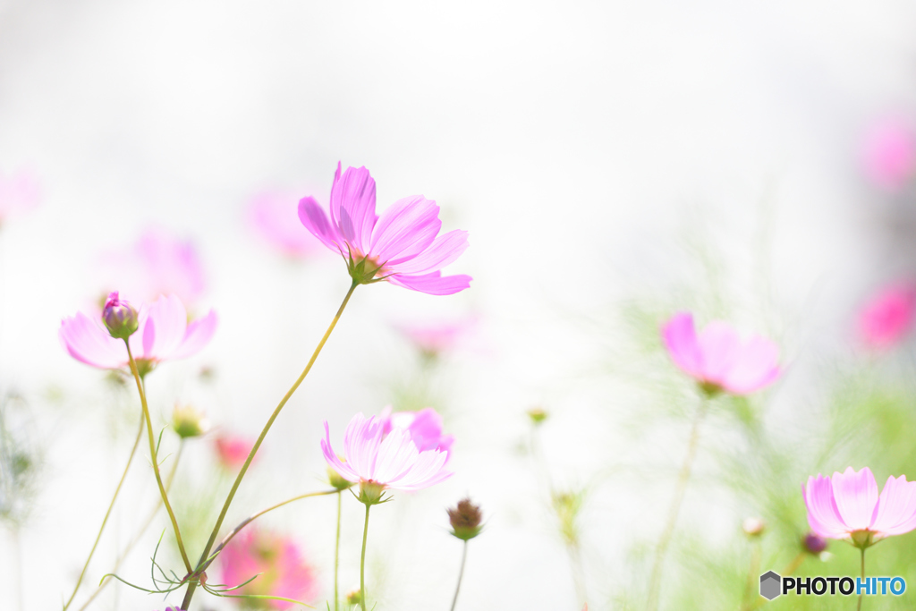 秋桜