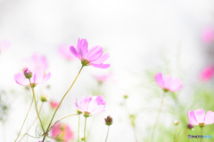 秋桜