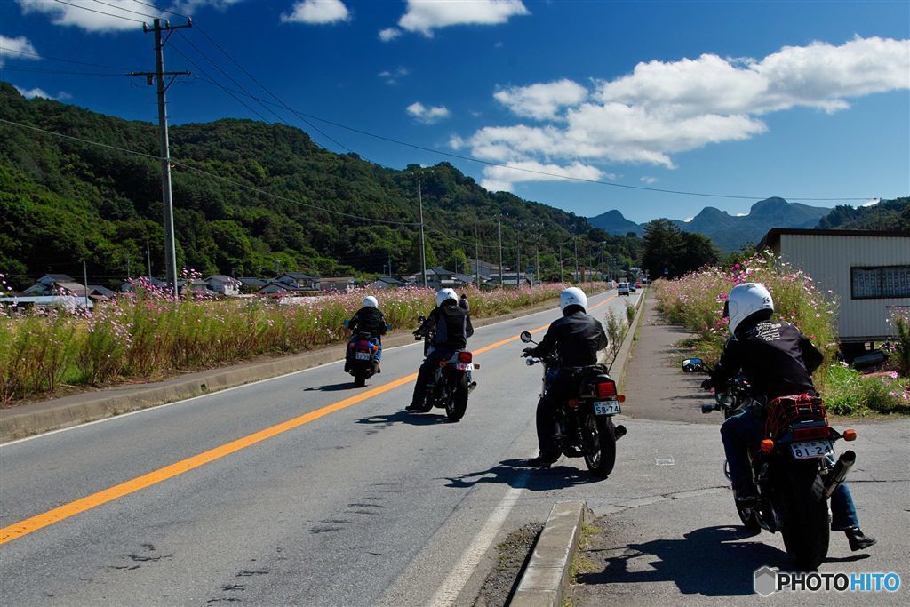 コスモス街道　東へ