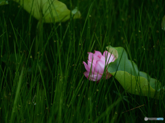 5382　慎ましきLOTUS