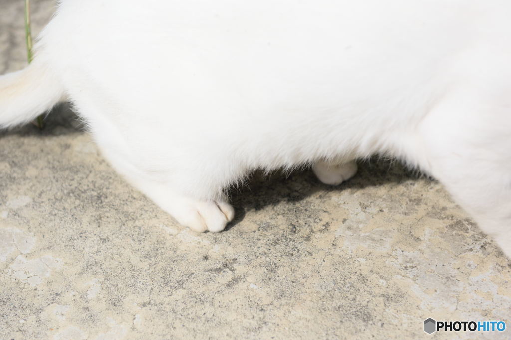 白猫（はくびょう）