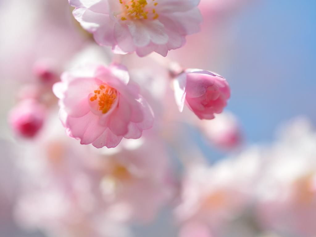 八重桜