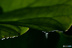 雫