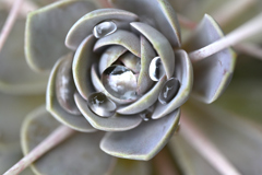 露