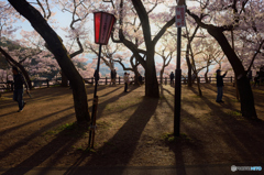 高遠桜