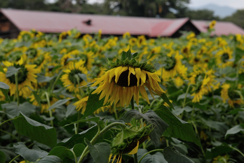 生まれ出る悩み