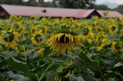 生まれ出る悩み