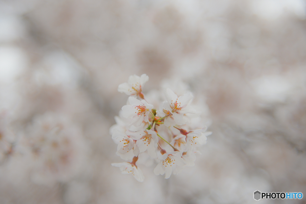 春告花