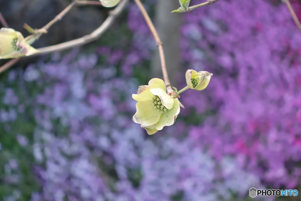 5019　うちのハナミズキ