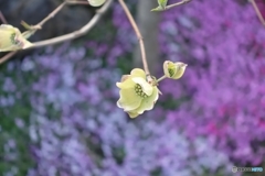 5019　うちのハナミズキ