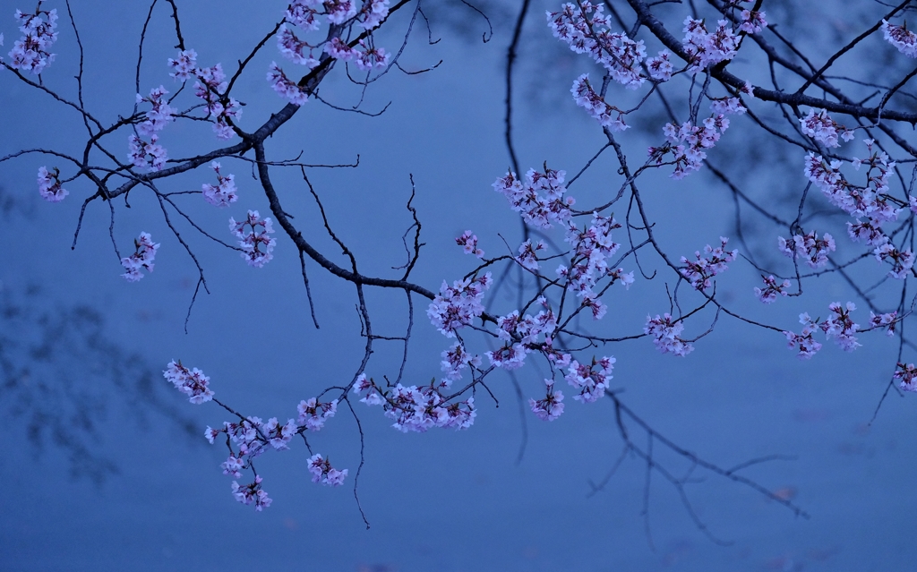 桜