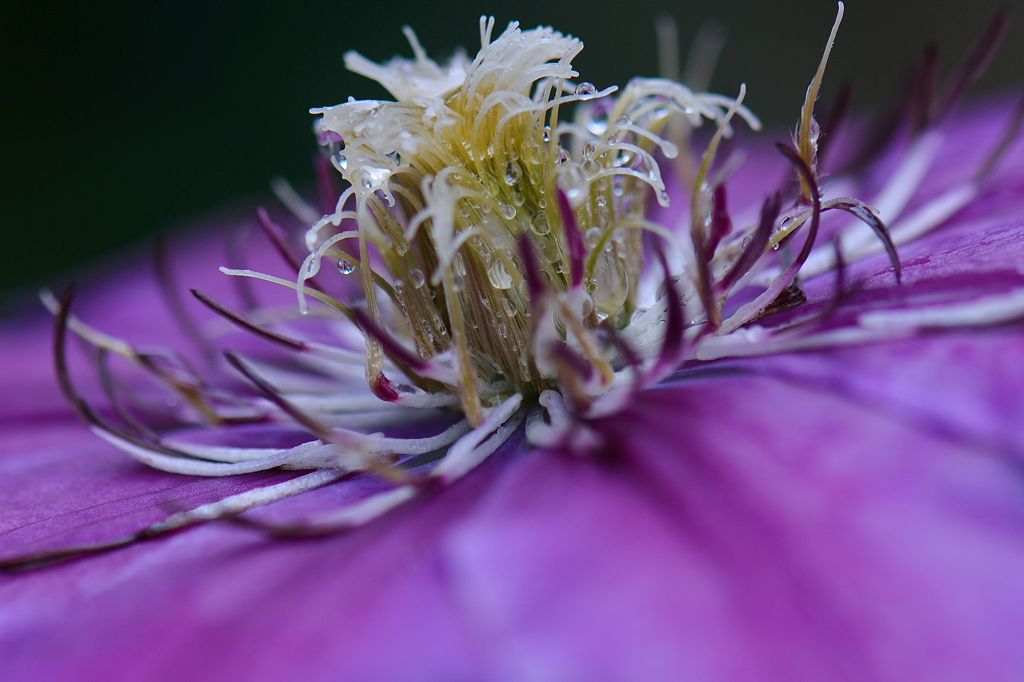 花芯
