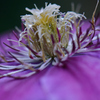 花芯
