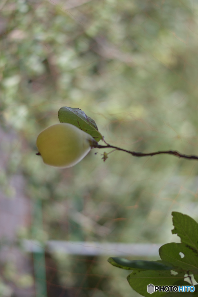 硬い枝のマルメロ