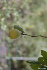 硬い枝のマルメロ