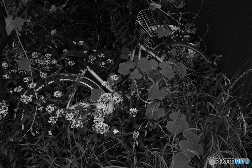 Z30_0243_02
