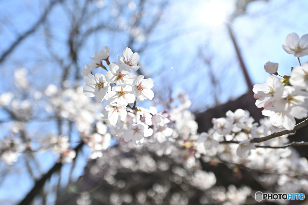 桜　今年もありがとう