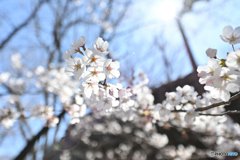 桜　今年もありがとう