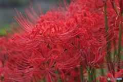 曼珠沙華　遠い過去