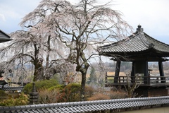 真言宗　智山派　雫田山　竹仙院　福王密寺