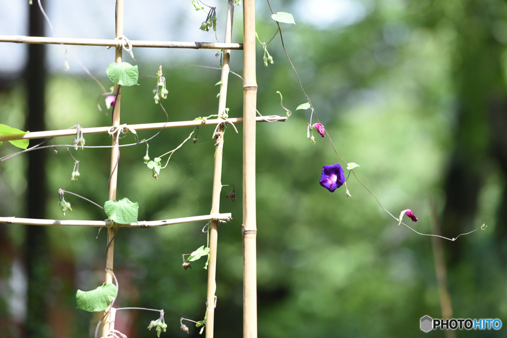 牧野さんのアサガオ