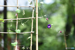 牧野さんのアサガオ