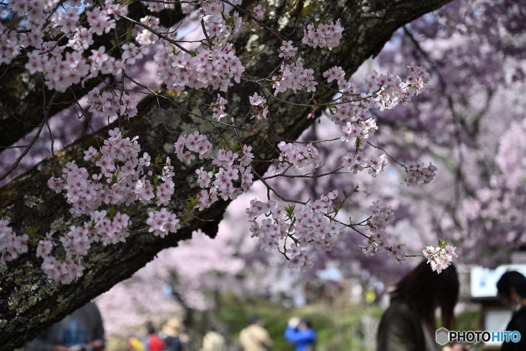 高遠コヒガン桜