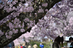 高遠コヒガン桜