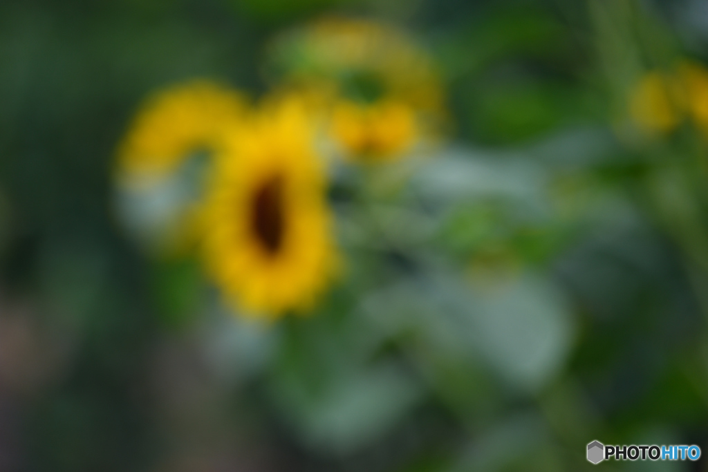5449　夏の花