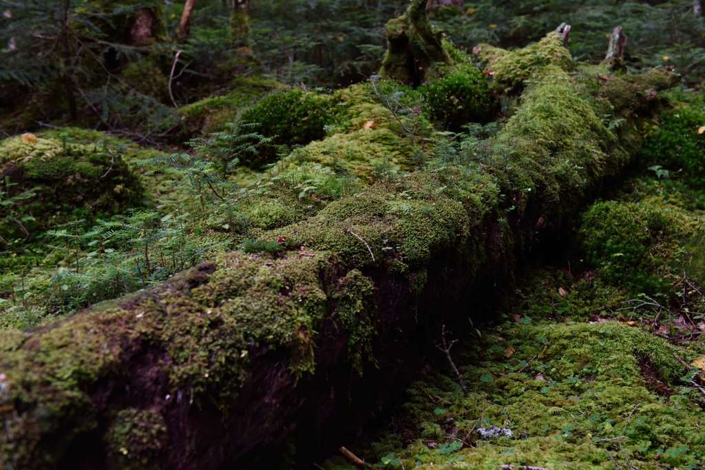 苔の森