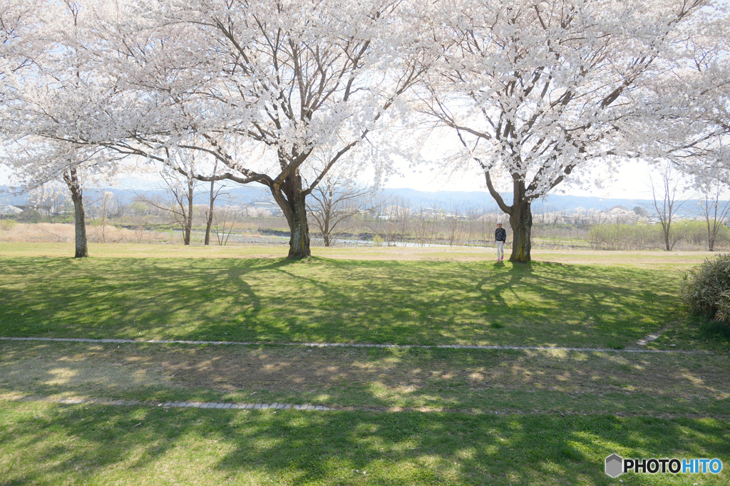 cherry　blossoms 