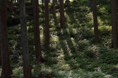 斜陽