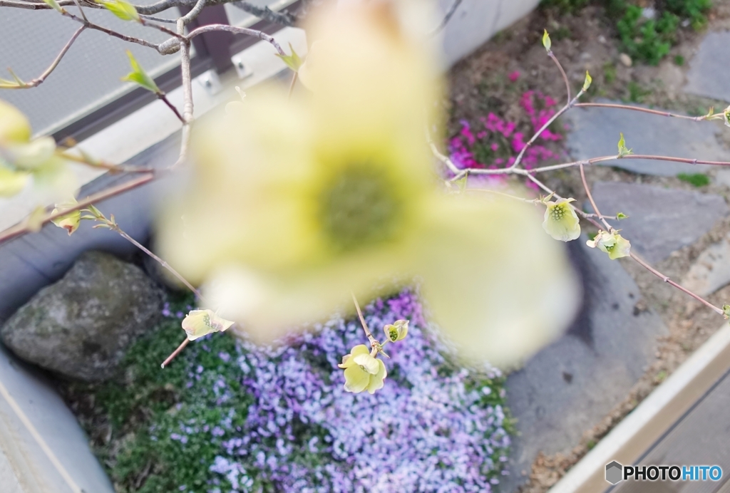 5020　うちのハナミズキ　2