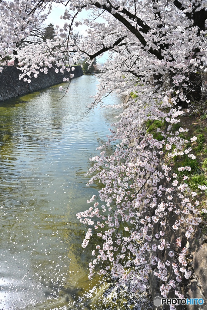 濠の桜