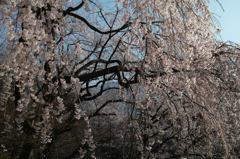 枝垂桜