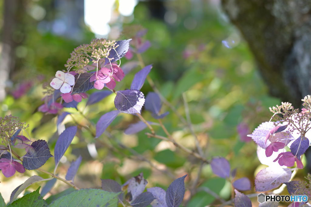 秋の紫陽花（有終）
