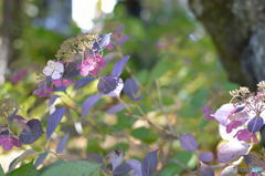 秋の紫陽花（有終）