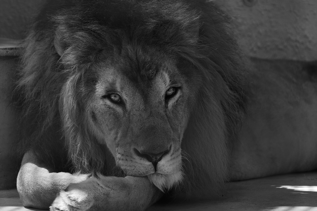 獅子の見る光景