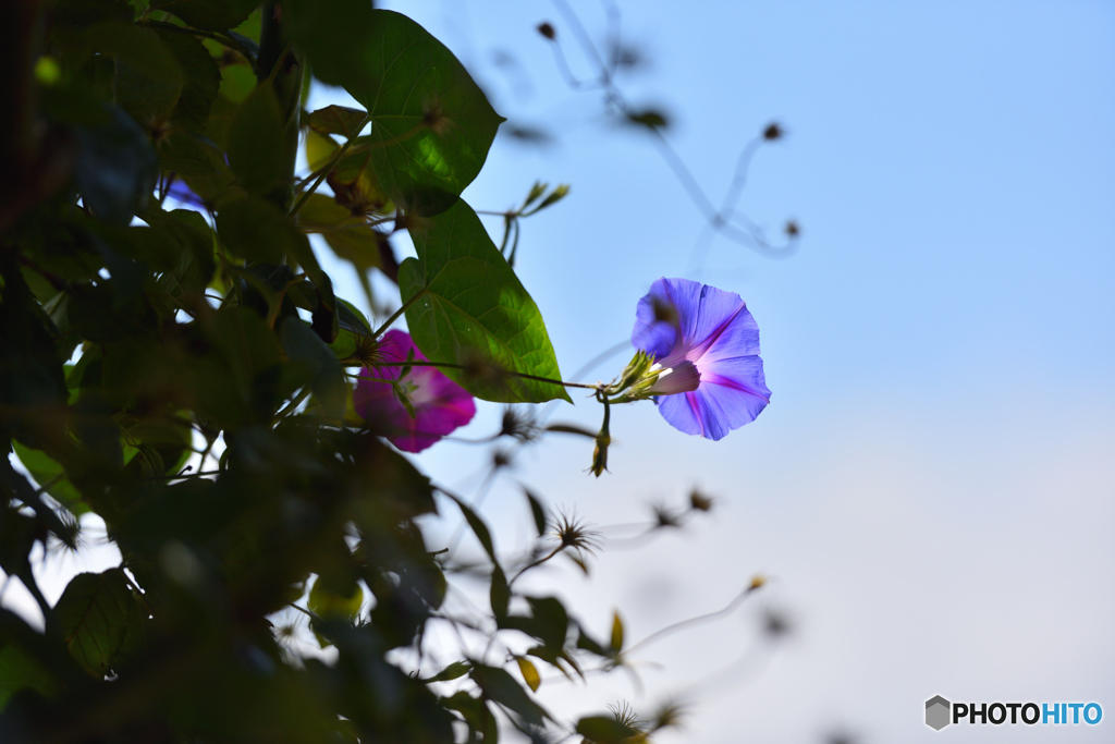 Blue　in　the　Blue