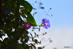 Blue　in　the　Blue