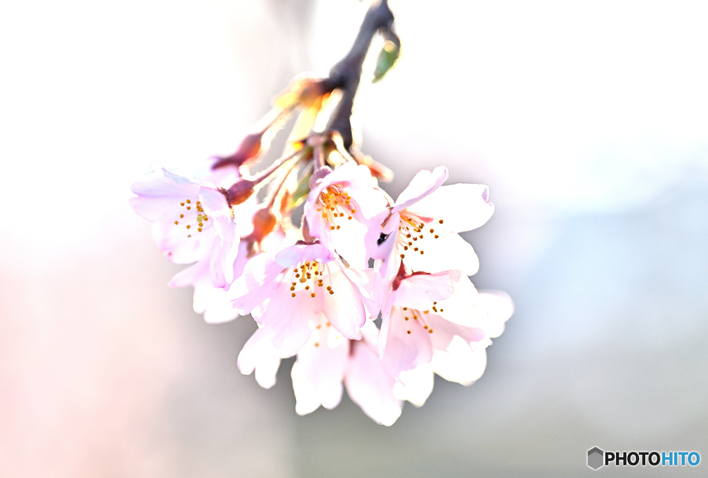 枝垂桜　2025