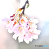 枝垂桜　2025