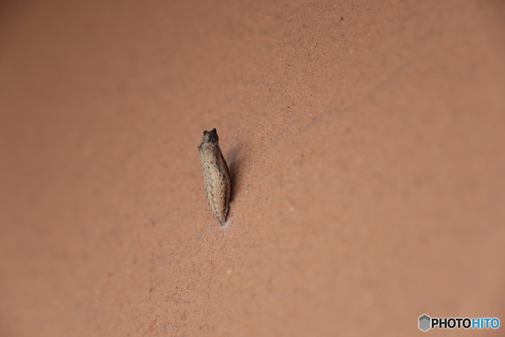 5610　仮死生命体