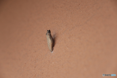 5610　仮死生命体