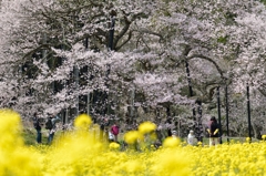 桜浴 桜浴
