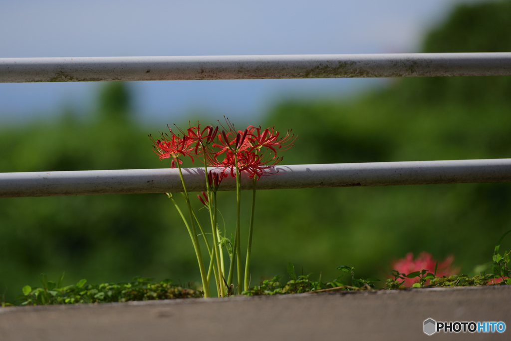 はぐれ華