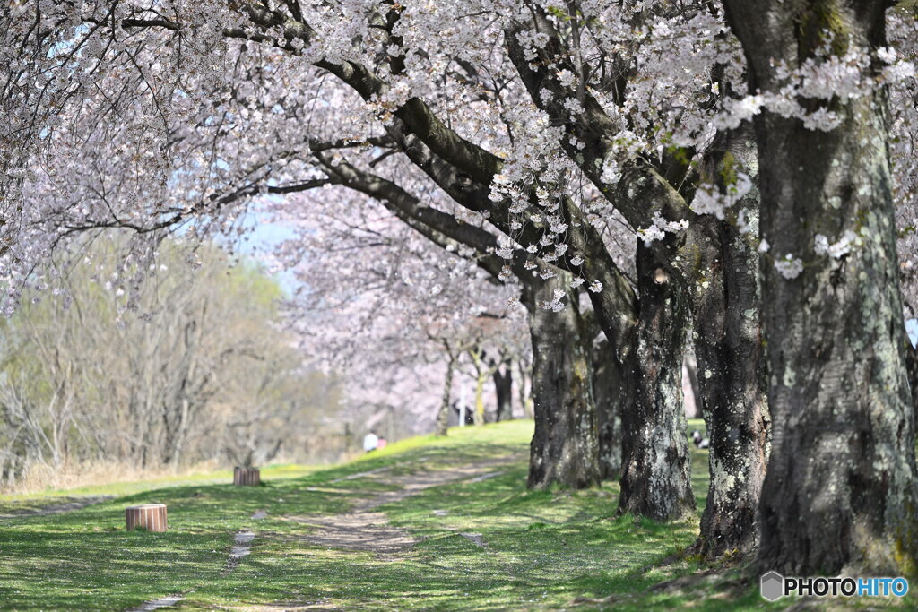 桜咲く小径