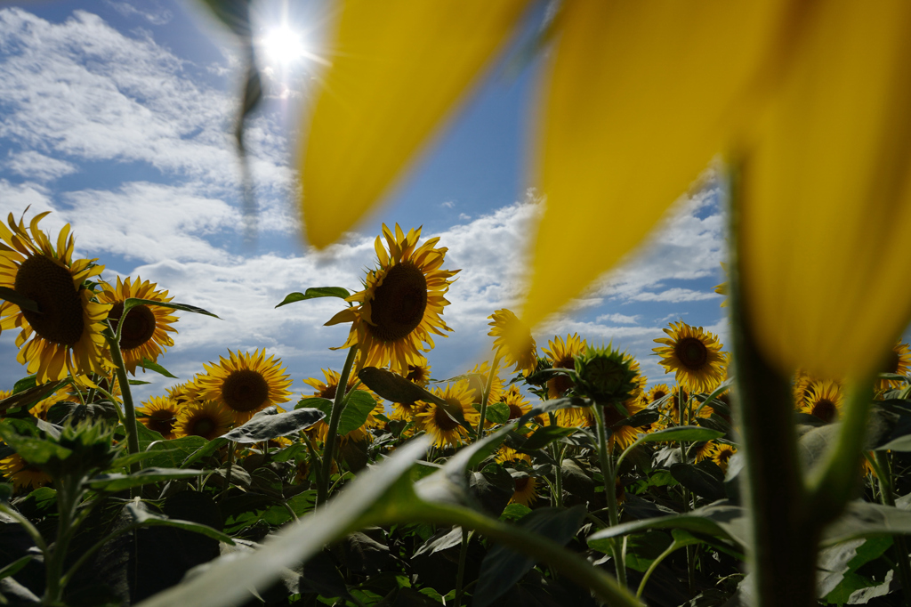 SUN